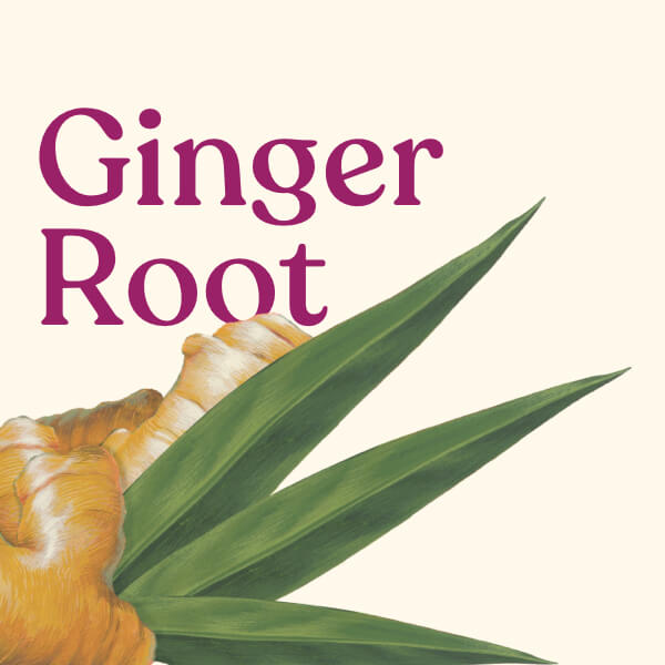 Ginger root with green leaves on a beige background, featuring the text 'Ginger Root'.