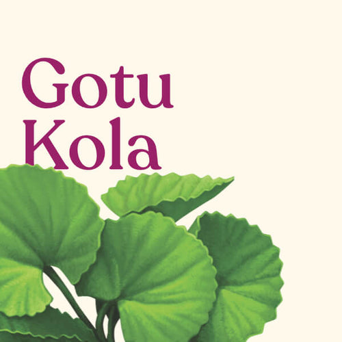 Gotu Kola