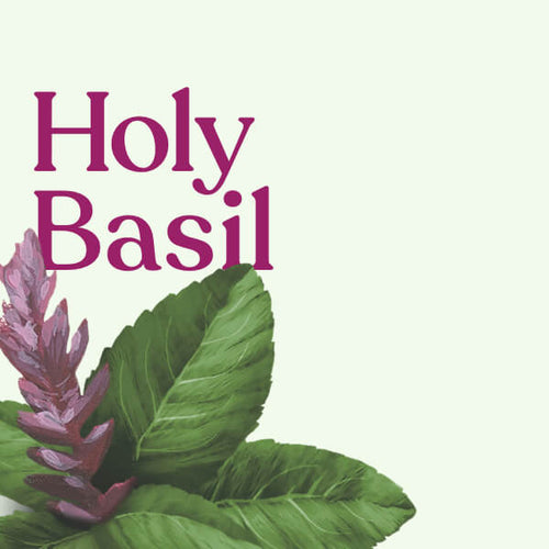 Holy Basil