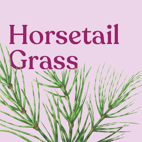 Horsetail Grass
