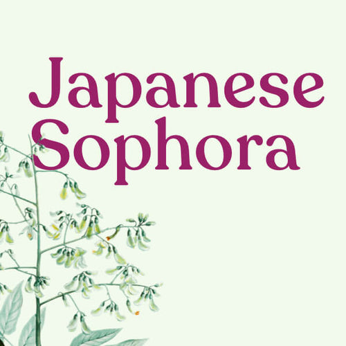 Japanese Sophora (Rutin)