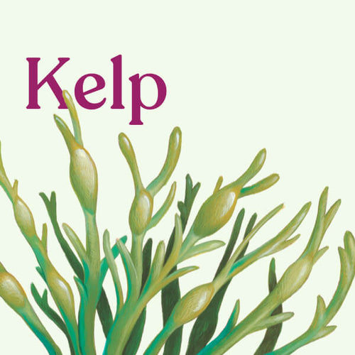 Kelp