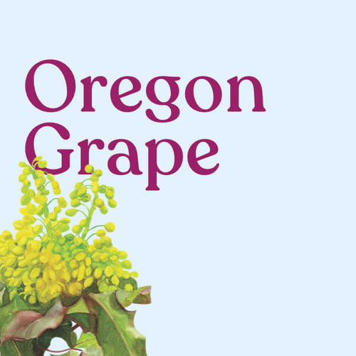 Oregon Grape Root