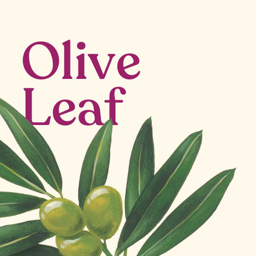 Olive Leaf (Extract)
