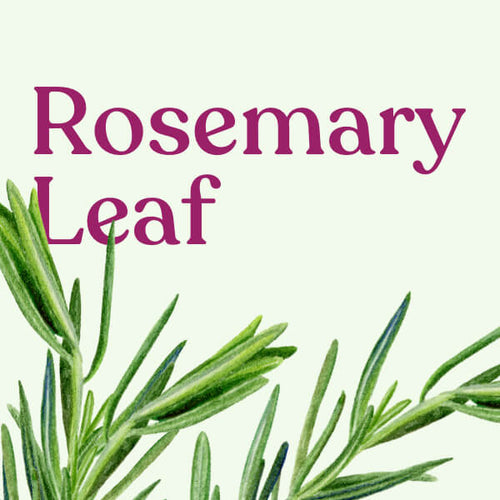 Rosemary Leaf