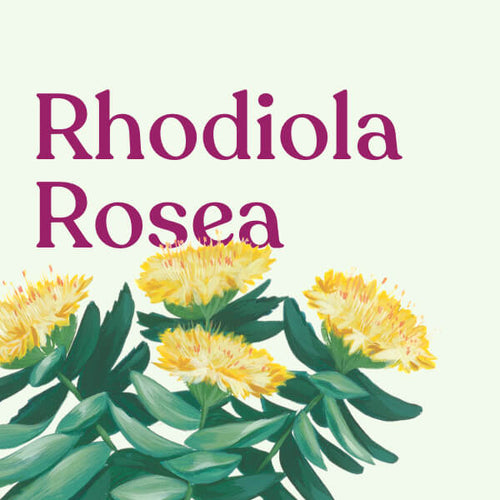 Rhodiola Rosea
