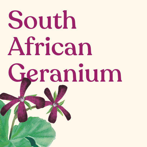 South African Geranium