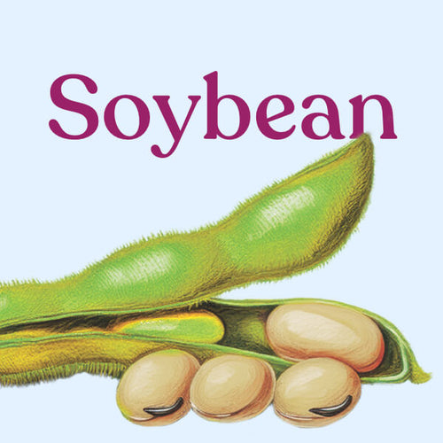 Soybean