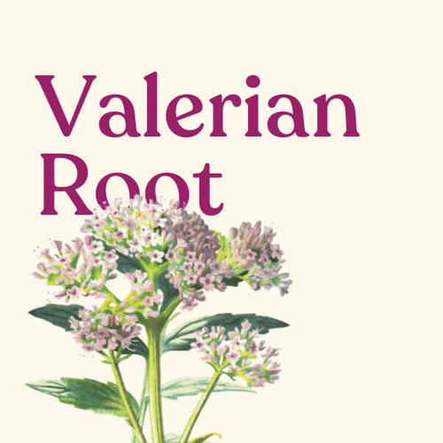Valerian Root 