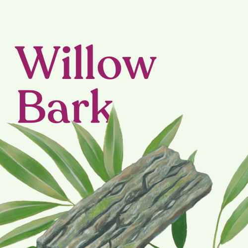 Willow Bark