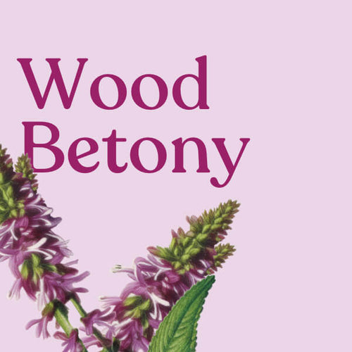 Wood Betony