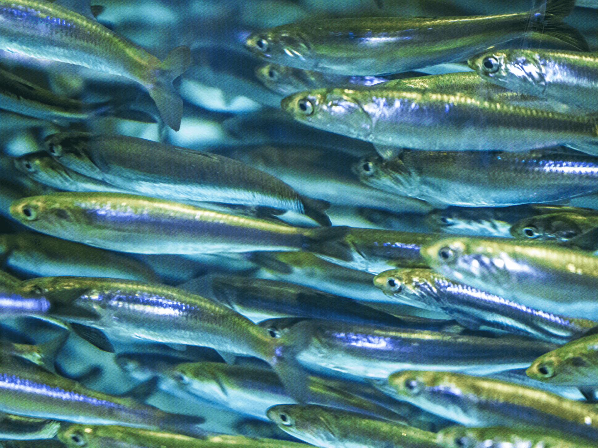 School of small, silver fish swimming together underwater