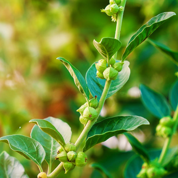 Bright green plants with buds