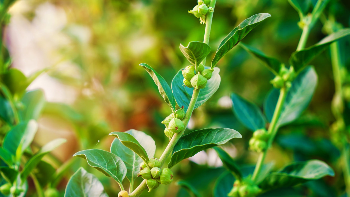 Bright green plants with buds