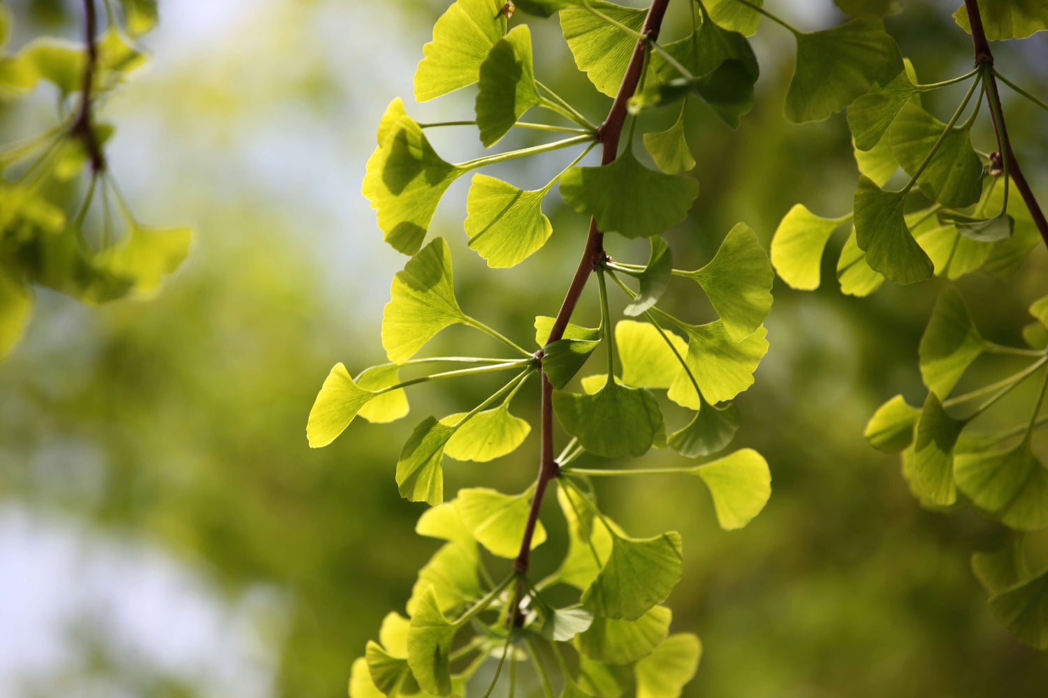 Ginkgo leaves
