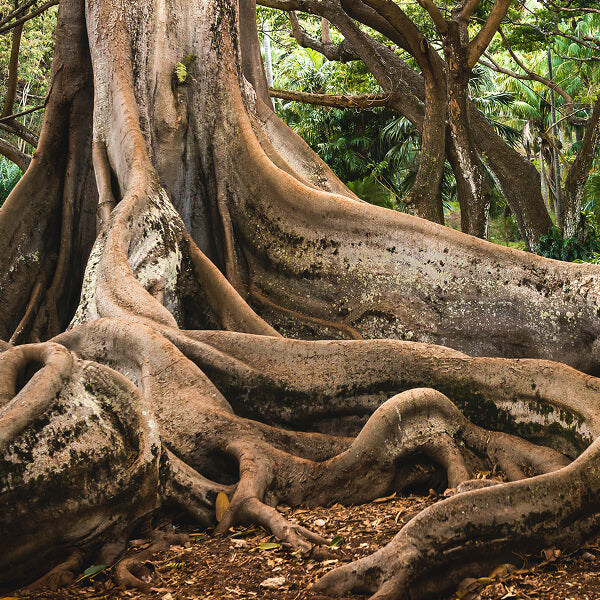 old tree with exposed roots