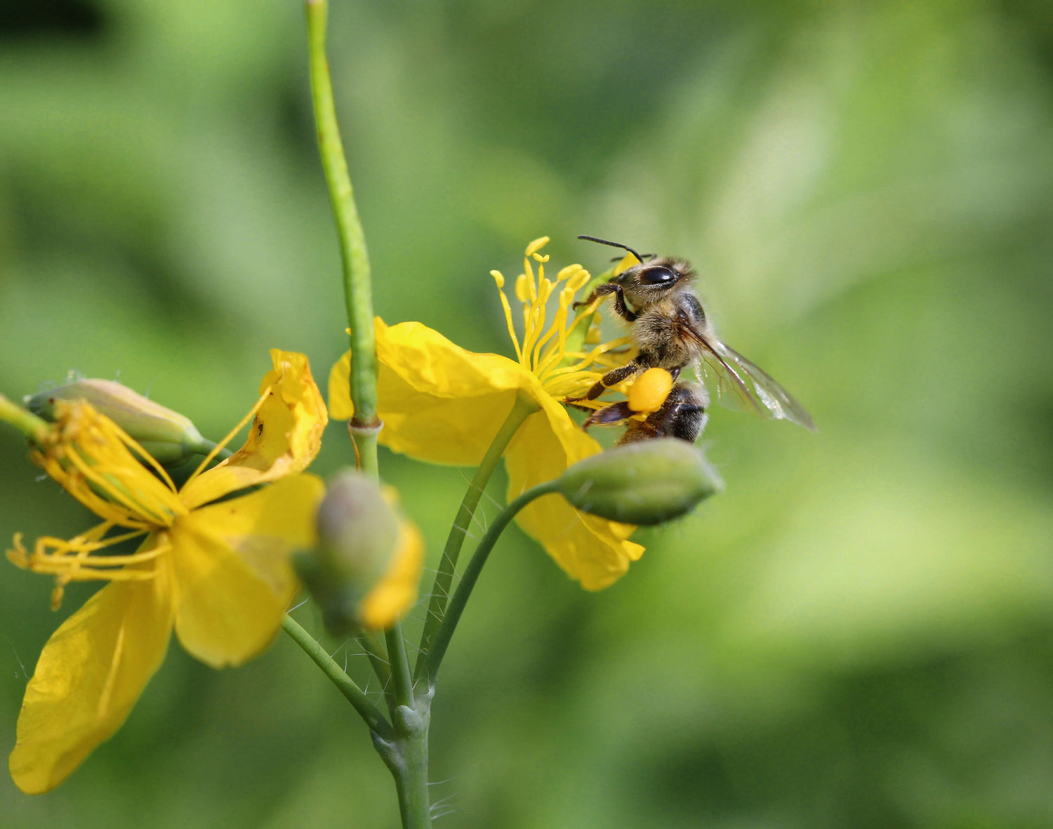 bee on a flower