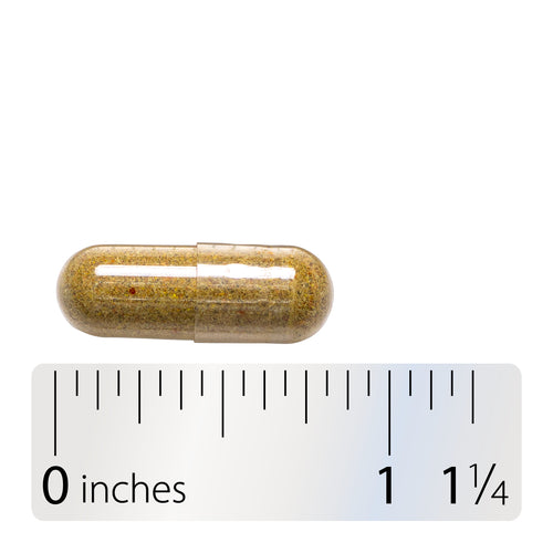 Echinacea Goldenseal Premium Blend - Capsule and ruler Sku:415