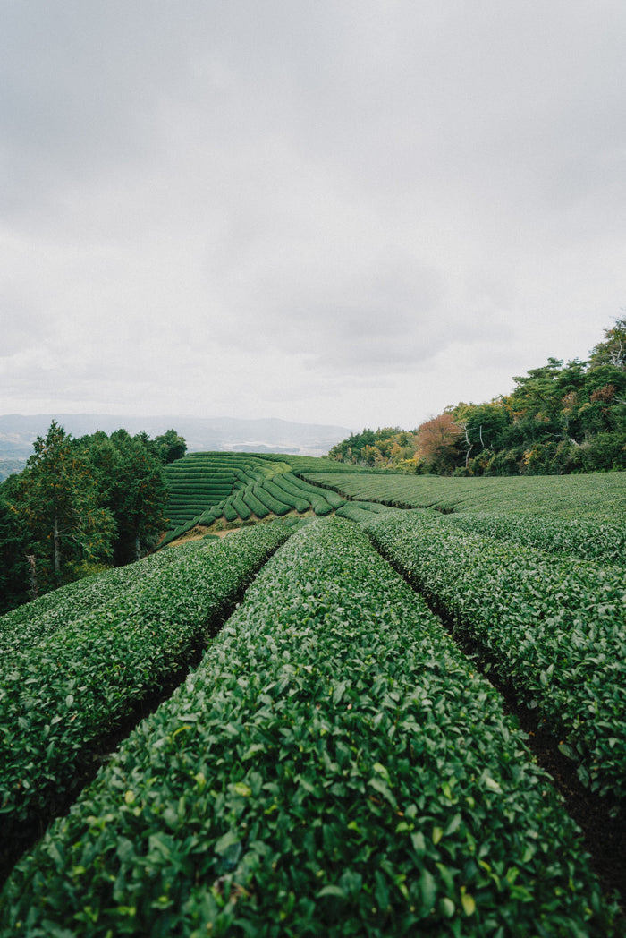 green plants on rolling hills