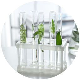 <{%ATTRIBUTE3_12112%}>Green plants in test tubes.