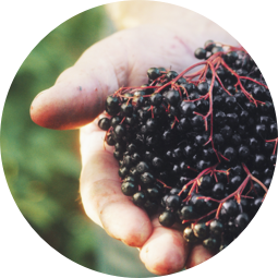 A hand holding a bunch of black elderberries.
