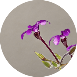 A South African Geranium flower.