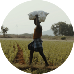 A farmer walking through a field while carrying a bundle over their head.